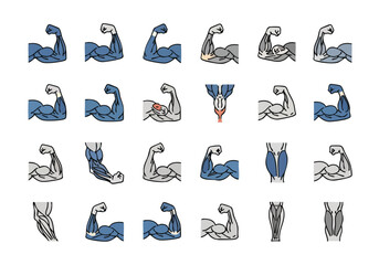 Collection of Arm Muscle Illustrations Strength and Anatomy