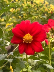 Ai red dahlia flower nature, garden, plant