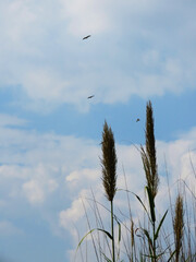 Tall grass swaying under a bright blue sky with birds soaring above, perfect for nature themes, travel blogs, environmental posters, calming backgrounds, outdoor inspiration, and peaceful landscape.