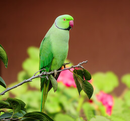 A vibrant green parrot perched on a branch with a soft blurred background, perfect for wildlife photography, nature articles, bird identification guides, educational content, calendars.