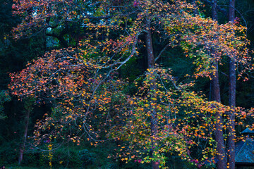 Vibrant autumn foliage with colorful maple leaves creating a natural seasonal background, perfect for nature themes, travel visuals, fall promotions, wallpapers, posters, and environmental design.