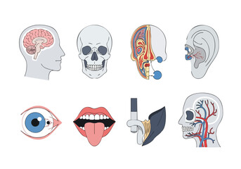 Anatomical Collection A Detailed Look at the Human Body's Intricate Parts