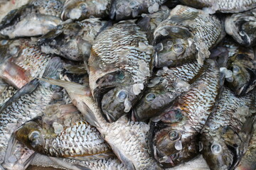 Freshly caught tilapia fish on display at a local seafood market