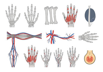 Detailed Anatomical Illustration of the Human Hand