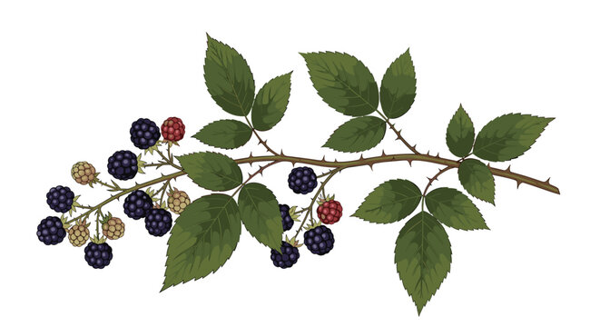 Illustration of a thorny blackberry branch with ripe and unripe berries and green leaves.