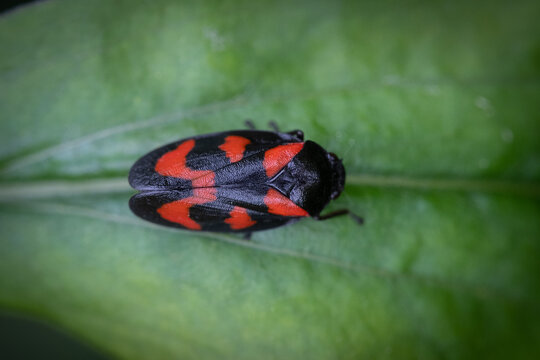 Cercopis bug or red-and-black froghopper on green background