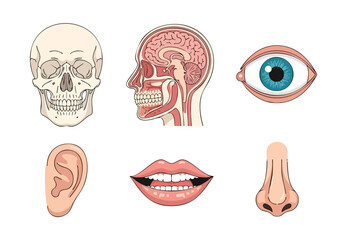 Anatomical Illustration Featuring a Human Skull, Brain, Eye, Ear, Mouth, and Nose