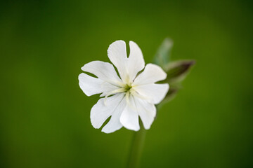 White campion flower on green background