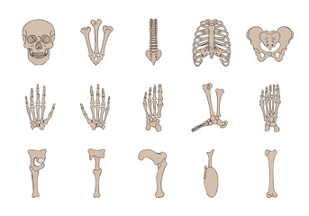 Human Vascular System Anatomy Veins and Arteries Illustration