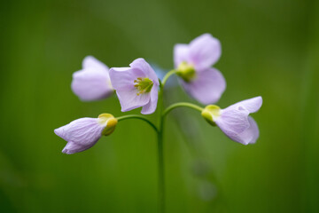 Beautiful Cuckoo flower on green background