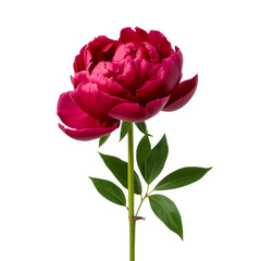 Obraz premium Beautiful Red Peony Bloom With Green Leaves on a White Background
