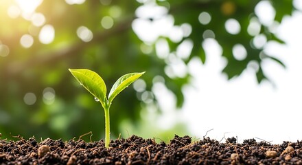 Young green sprout growing from rich soil symbolizing hope new beginnings growth and nature