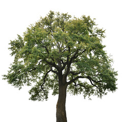 Fototapeta premium Majestic Green Tree Stands Tall Against a Bright Background in a Natural Setting