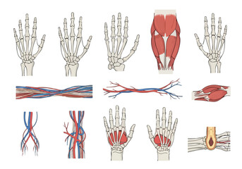 Anatomy of the Hand Bones, Muscles, and Vasculature Illustration