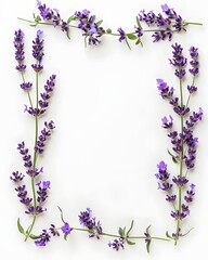 Frame of lavender sprigs with purple flowers on a clean white background