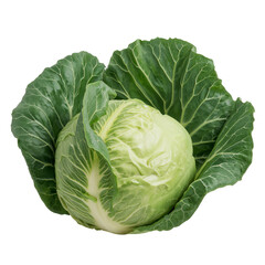 Fototapeta premium Fresh Green Cabbage With Crisp Leaves Ready for Salad or Cooking at a Local Market