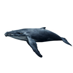 Naklejka premium Humpback Whale Swimming Gracefully in Clear Ocean Waters During Daylight Hours