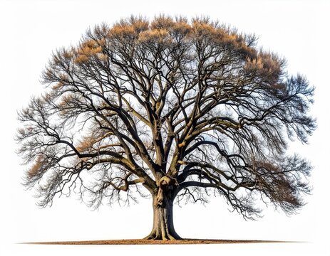 Massive tree, sparse leaves, intricate branches