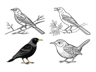 coloring page line art the bird black vector bundle