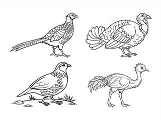 coloring page line art the bird black vector bundle