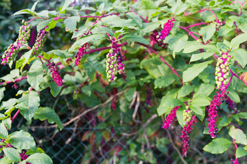 Branchages et fruits du raisin d'Amérique. 