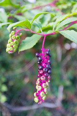 Fruits du raisin d'Amérique. 