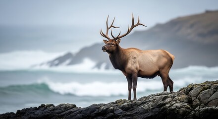 Majestic elk stands guard on rocky coast, ocean waves crashing behind, evokes wild nature and serene strength for conservation or travel brands