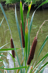 Roseau des &eacute;tangs ou roseau &agrave; massette.