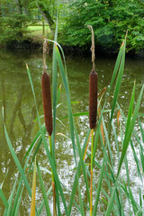 Typha Latifolia ou Roseau des &eacute;tangs.