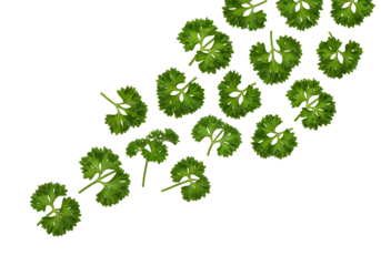 A collection of fresh, vibrant green curly parsley leaves artfully scattered across a clean transparent background, isolated on transparent background