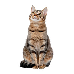 Fototapeta premium Striped Cat Sitting Calmly and Gazing Upward in a Bright Setting During the Day