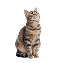 Fototapeta premium Striped Cat Sitting Calmly and Gazing Upward in a Bright Setting During the Day