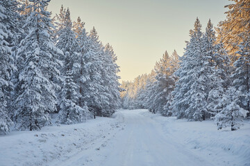 Winter road in a pine forest under snow