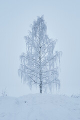A lone birch tree with frost on a cloudy winter day.