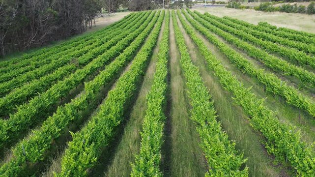 Aerial flight through a vineyard, looking down onto green, lush vines below. Slooth 4k Winery. Located Denmark, Mt barker, Western Australia
