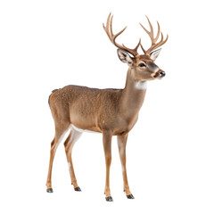 Obraz premium Deer Standing Gracefully With Alert Posture in a Natural Pose