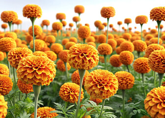 Field of orange marigolds on white