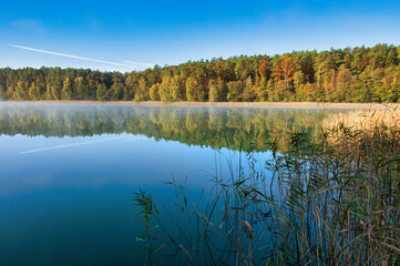 Spokojne jezioro o wschodzie słońca odbija lasy we mgle nad wodą w spokojnej scenerii natury. Drawieński Park Narodowy – Jezioro Czarne. © Pol Badger