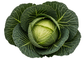 Obraz premium A fresh, vibrant green cabbage with tightly packed leaves, isolated on transparent background