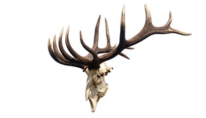Magnificent Irish Elk Skull with Antlers Isolated on White.