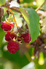 Red raspberries hanging on a branch macro photography on a summer day. Ripe raspberry close-up photo on a green background in the summertime.