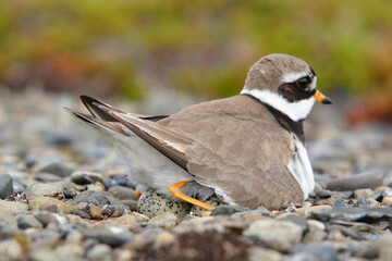 Commom ringed plover sitting on eggs.