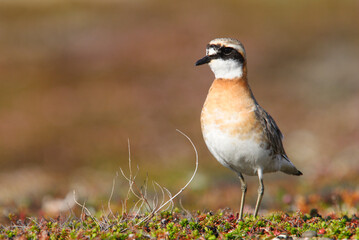 Siberian sand plover.