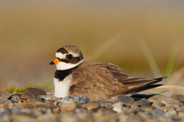 Common ringed plover sitting on eggs. 