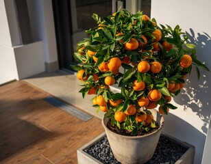 Obraz premium Vibrant Orange Tree in Decorative Pot on Modern Patio Space