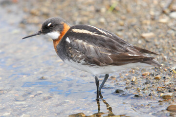 Red-necked phalarope in breeding plumage.