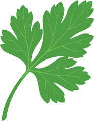 Single green parsley leaf with detailed veins on a white background herb plant