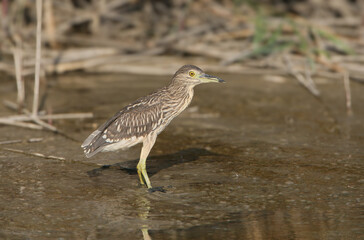 A close-up portrait of a young black-crowned night heron (Nycticorax nycticorax) standing in canal water in soft evening light