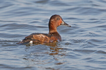 A close-up shot of a female ferruginous duck (Aythya nyroca) swimming in the blue waters of an estuary
