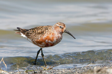 An adult curlew sandpiper (Calidris ferruginea) in breeding plumage is photographed close up on the shore of the estuary.